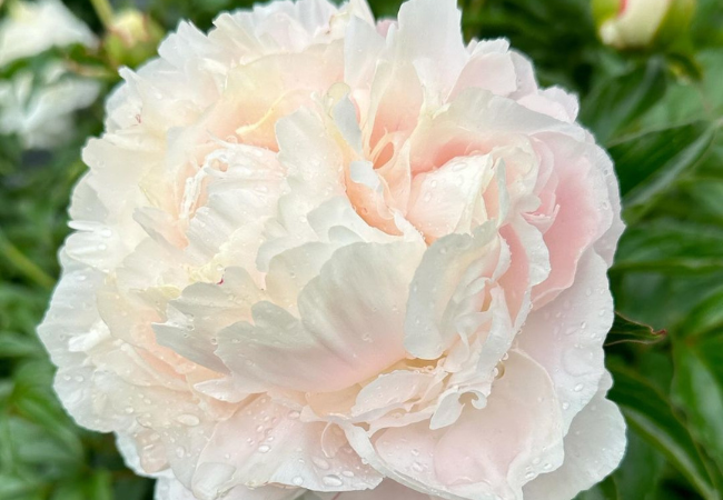 Peonies : A Guide to Growing and Enjoying