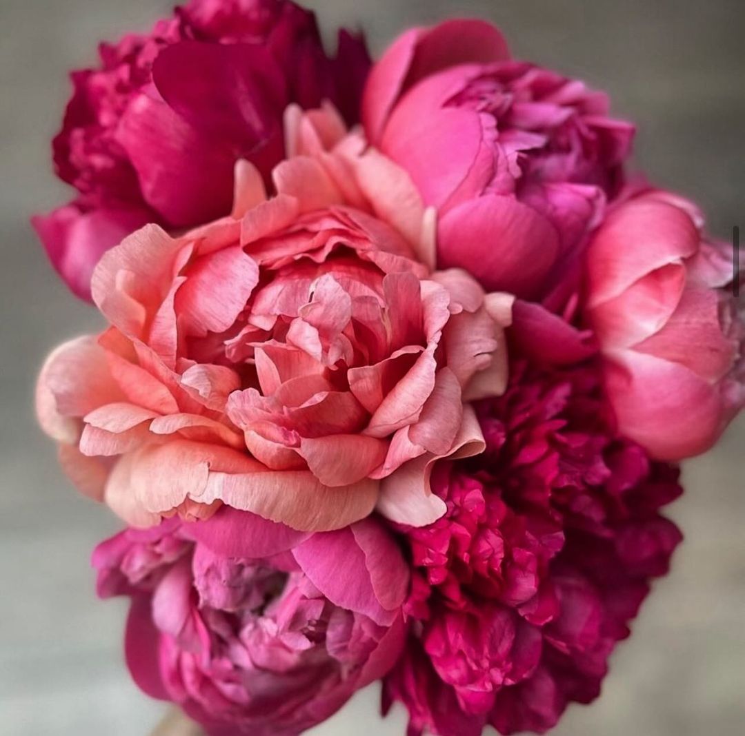 A beautiful bouquet of pink and red peonies.