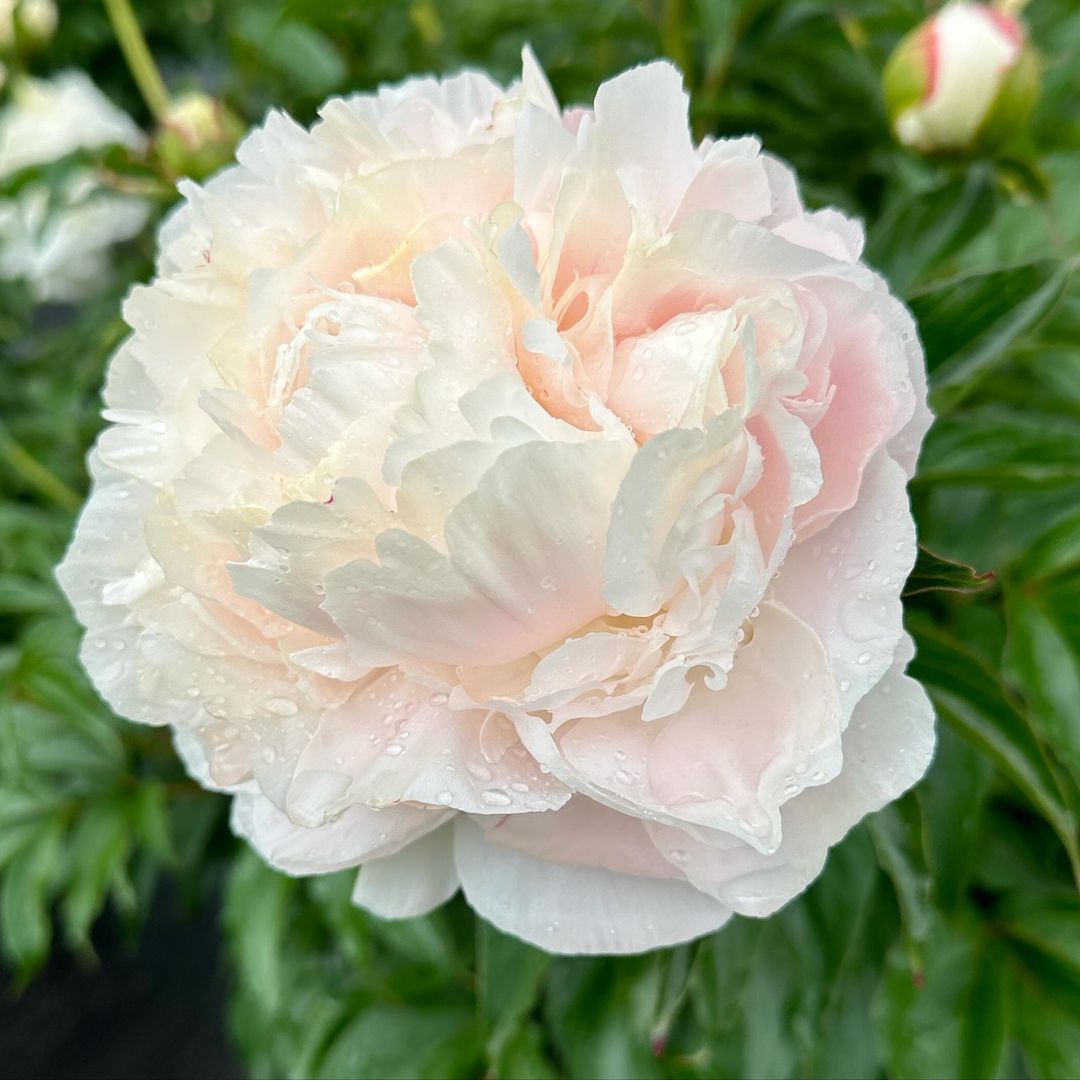Gorgeous peony flower with white petals tinged with pink, a stunning bloom.