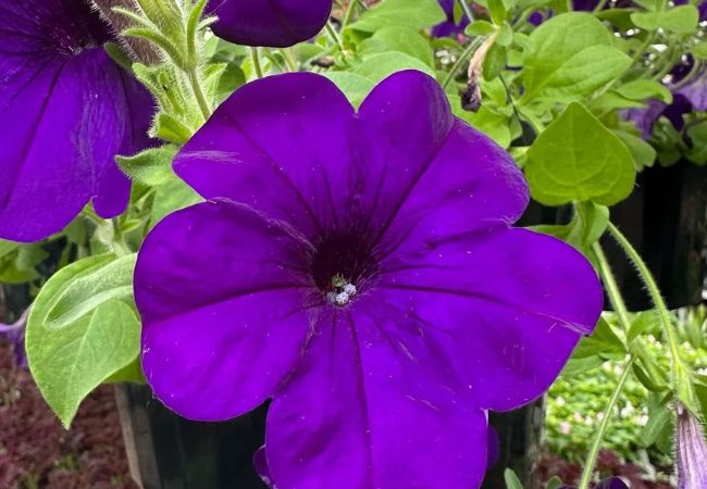 Petunias : Colorful Garden Favorites
