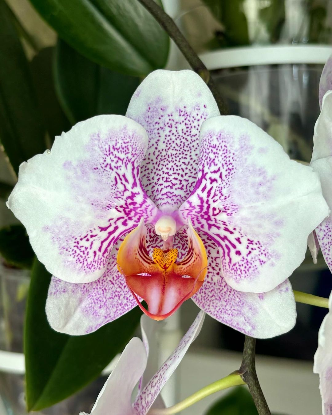 The Phalaenopsis Orchid, also known as the moth orchid, is a popular and elegant flowering plant known for its long-lasting blooms and ease of care.flowers that look like vaginas