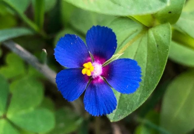 Pimpernel : The Charming Wildflower