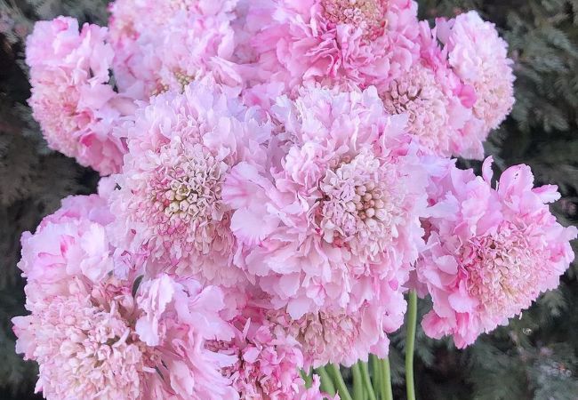 Pincushion Flowers: A Gardener’s Guide to Growing Scabiosa Japonica