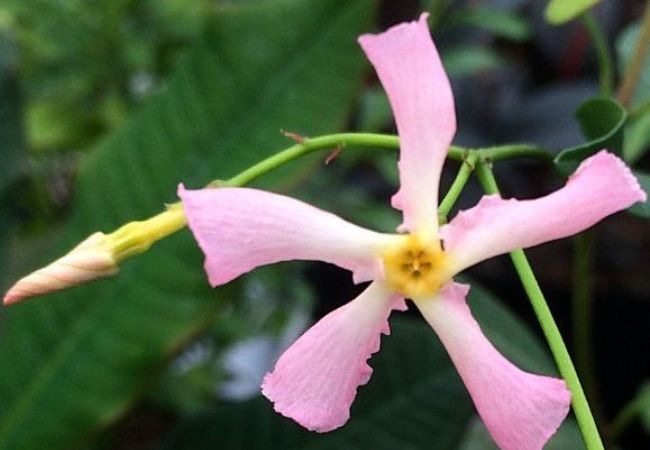 Pink Star Jasmine : A Fragrant Beauty for Your Garden