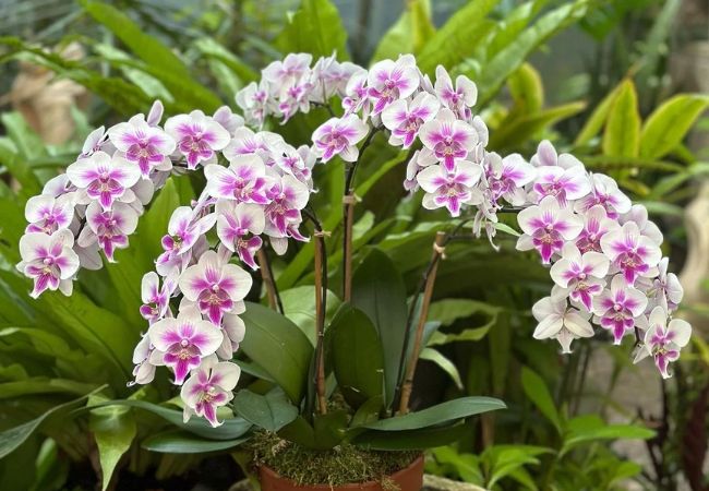 Potted Orchid Plants: A Comprehensive Guide