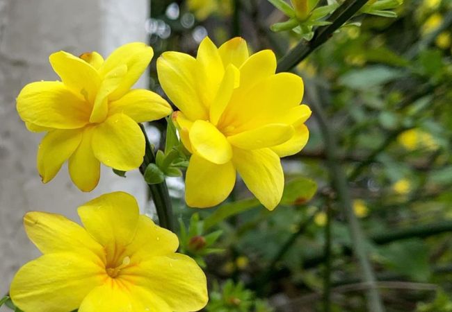Primrose Jasmine : A Cheerful Addition to Your Garden