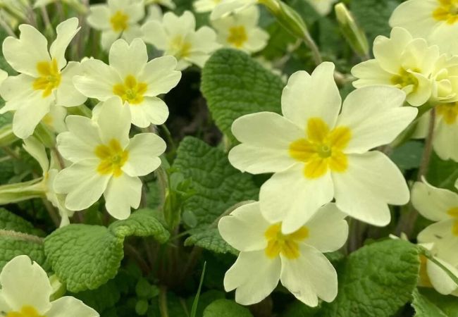 Primrose Flower: A Comprehensive Guide to Meaning, Care, and Symbolism
