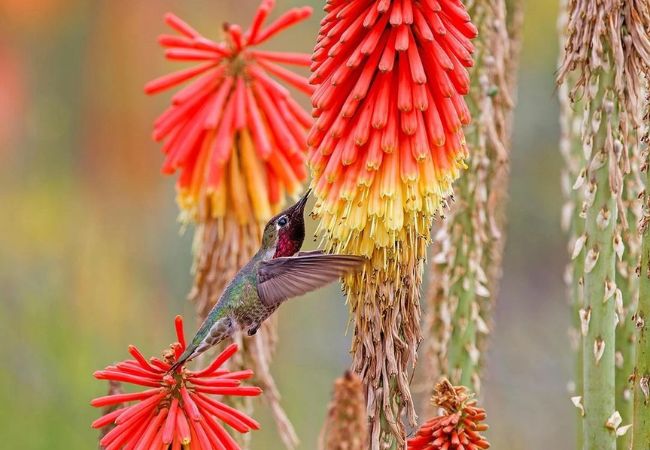 Red Hot Pokers : Fiery Garden Beacons