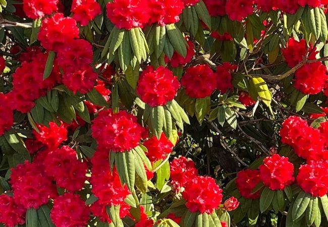Rhododendron Flower : A Colorful Guide for Garden Enthusiasts