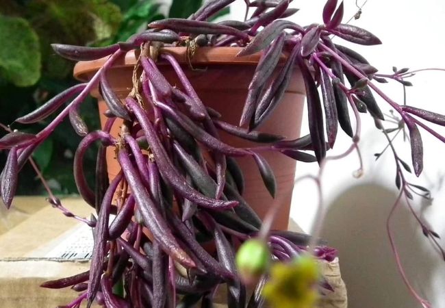 Ruby Necklace Plant : A Beginner's Guide to This Trailing Beauty