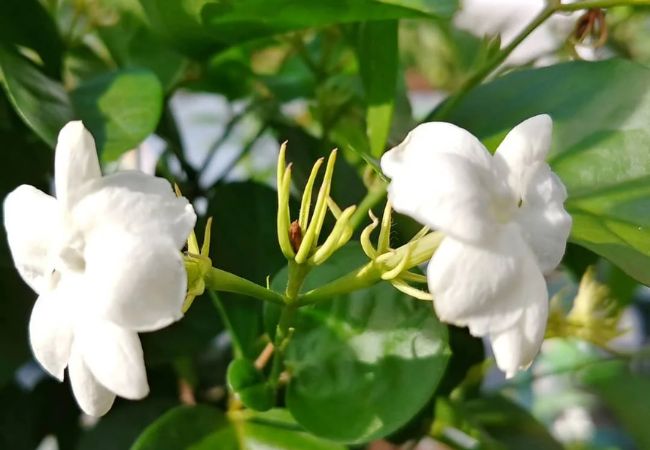 Sambac Jasmine : The Queen of Fragrance