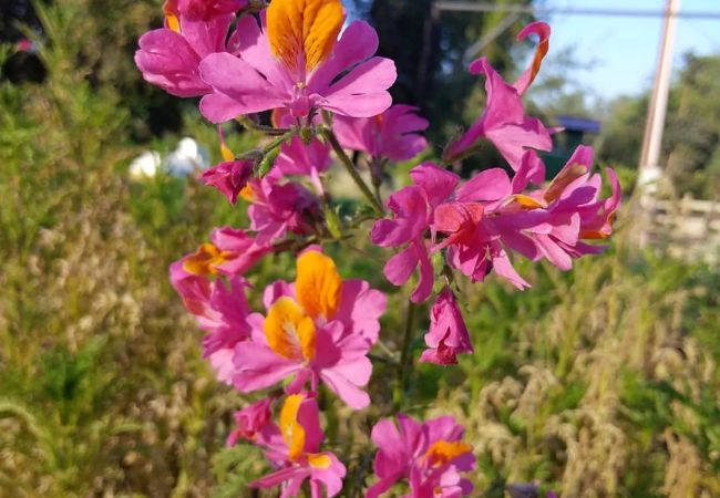 Schizanthus Flowers : Tips for Growing 'Poor Man's Orchid
