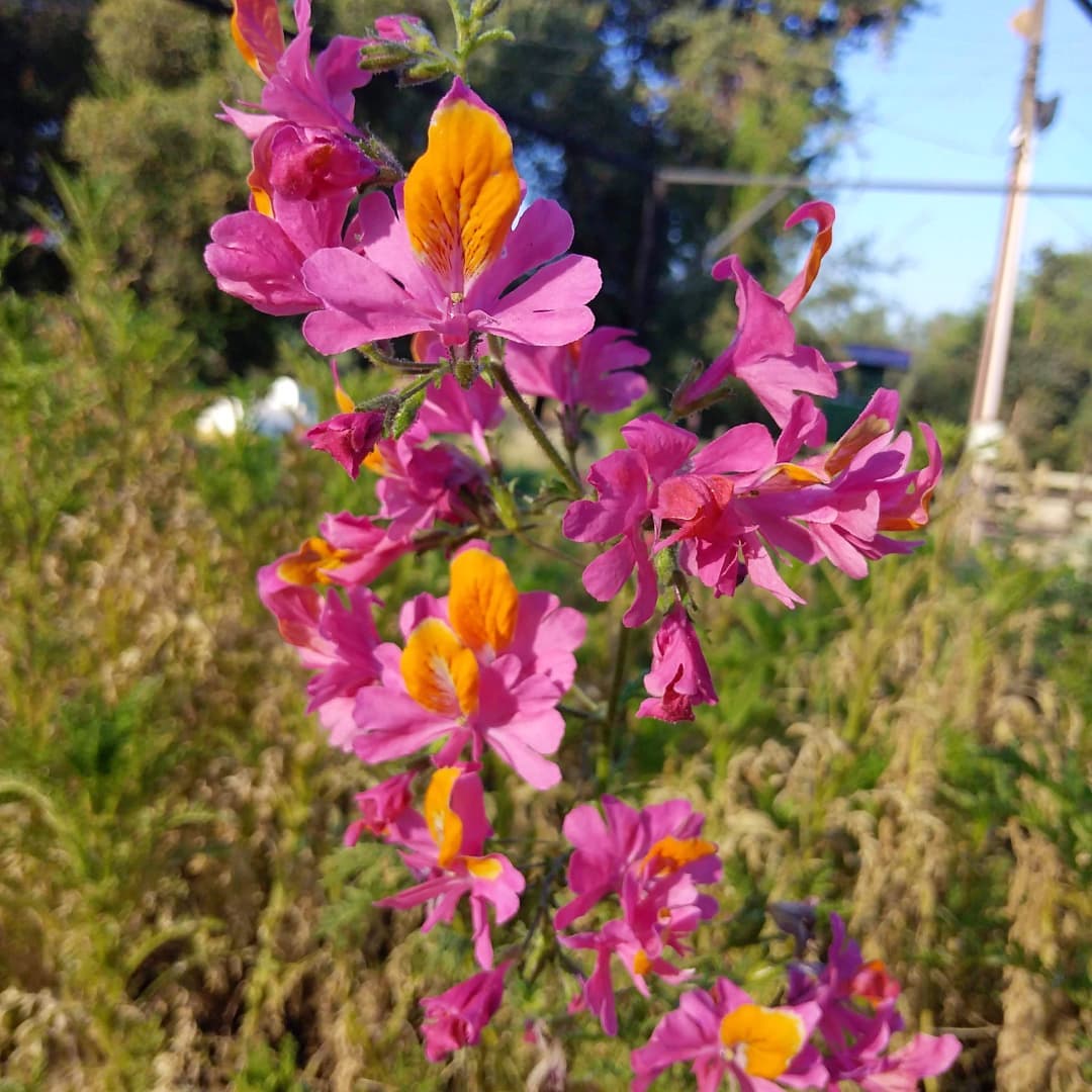Schizanthus flowers in shades of pink and orange with yellow centers.