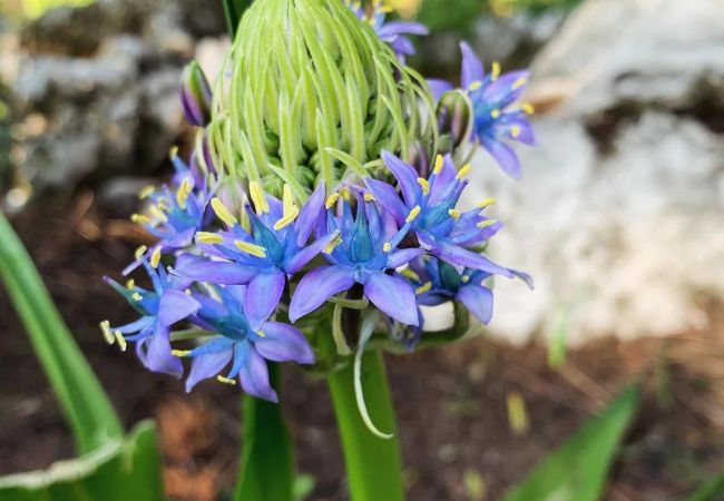 Scilla Flowers: A Gardener’s Guide to Planting, Meaning, and Varieties