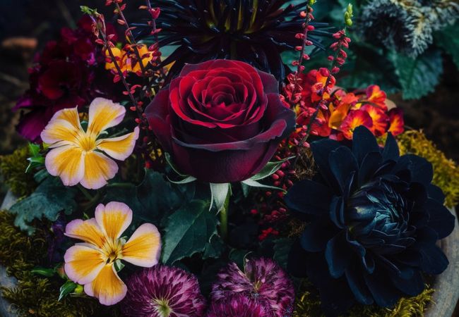 Top Scorpio Flowers: Meanings &amp; Growing Tips