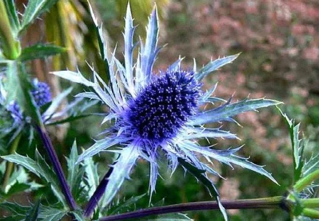 Sea Holly : The Enchanting Blue Thistle of Gardens