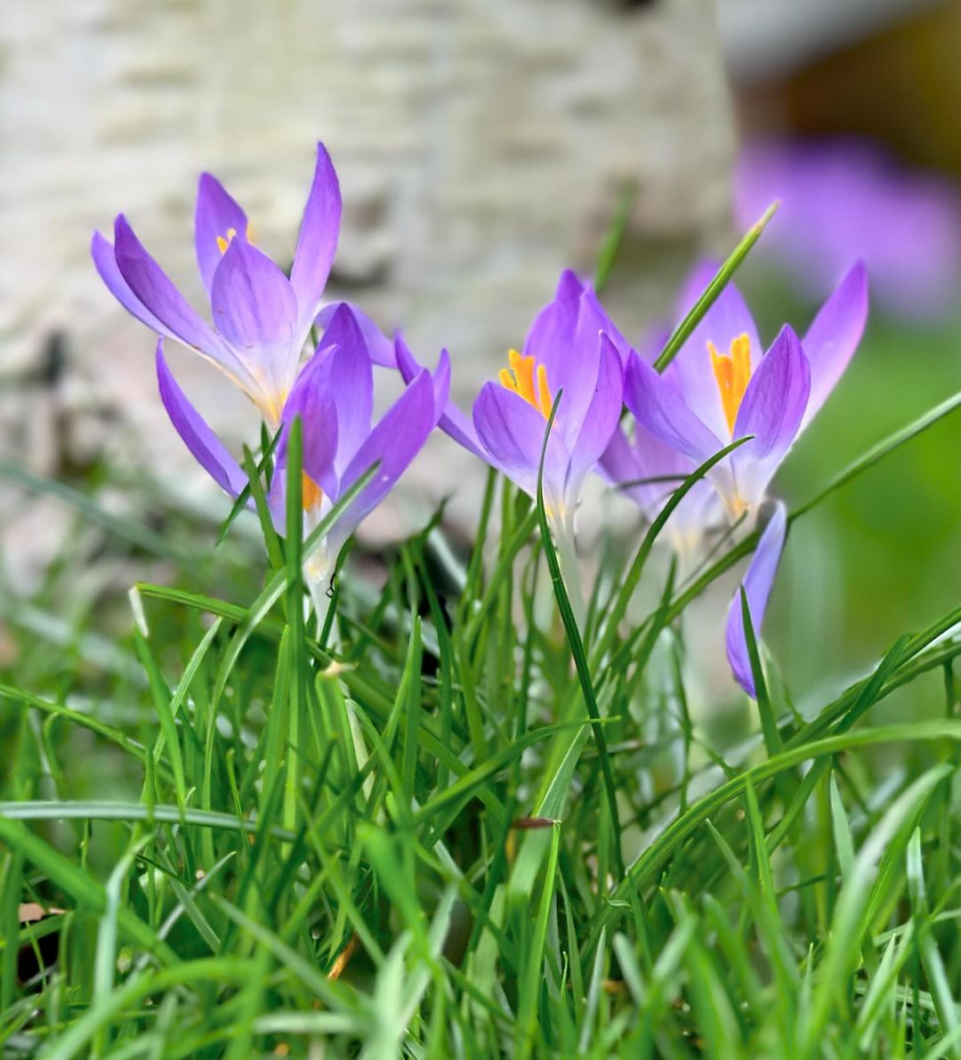 Crocuses