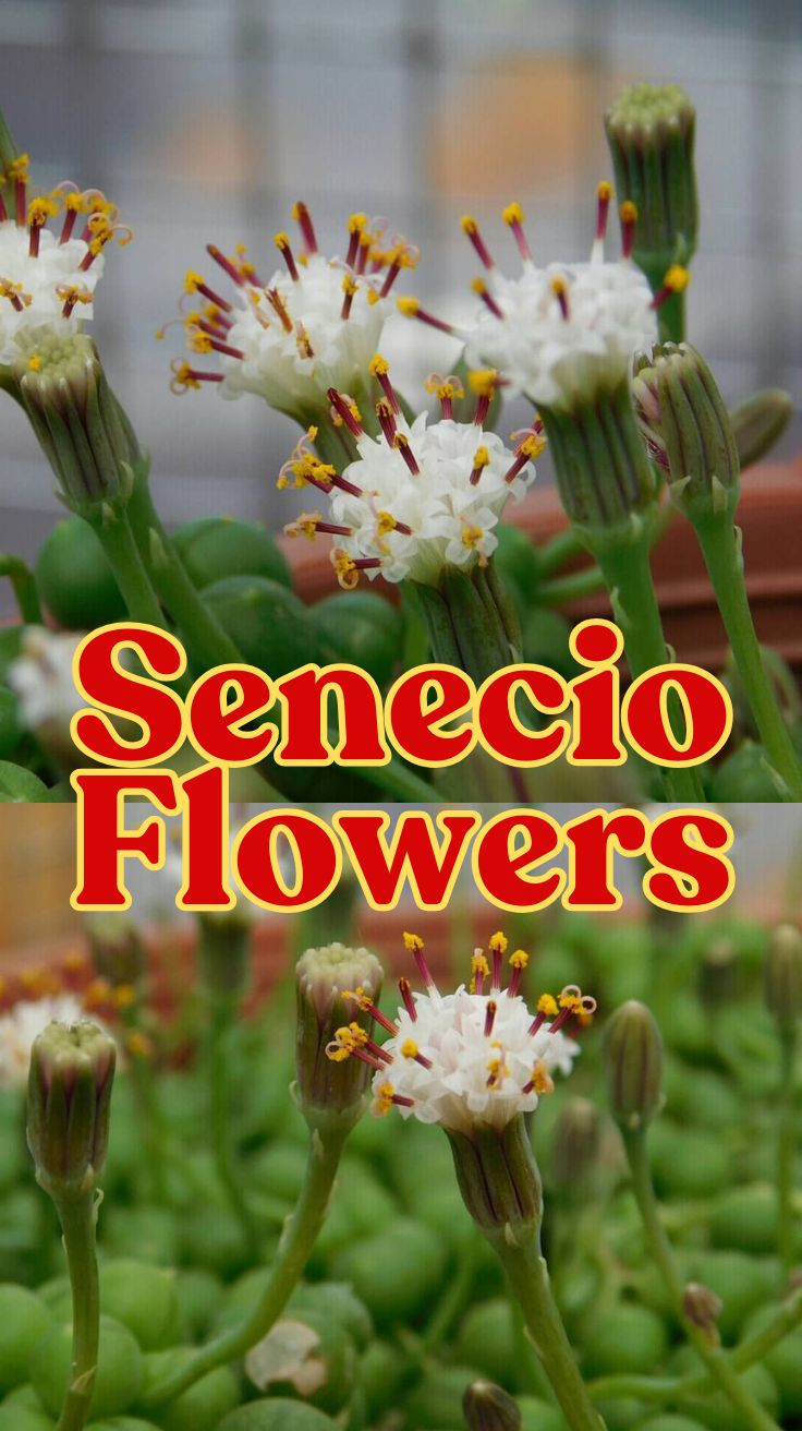 Senecio Flowers: A Comprehensive Guide to Growing and Caring for These Unique Plants