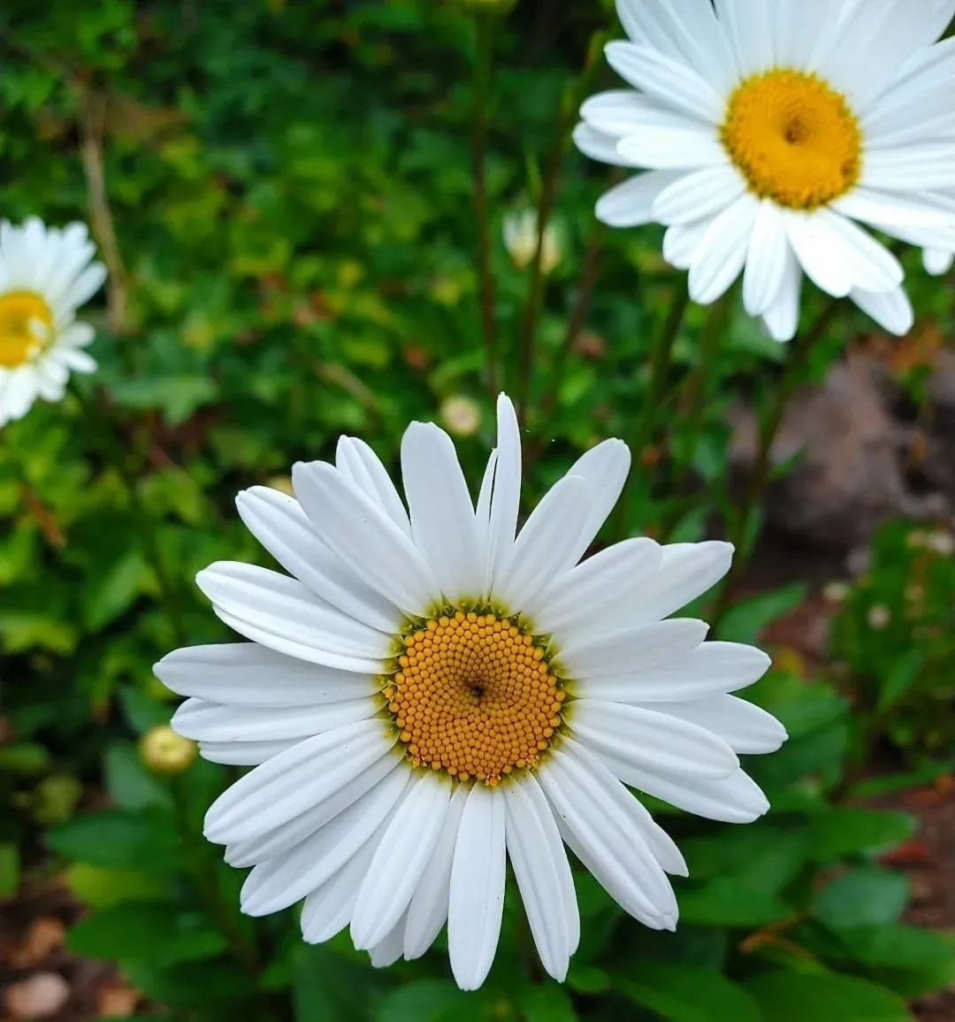 Shasta Daisies