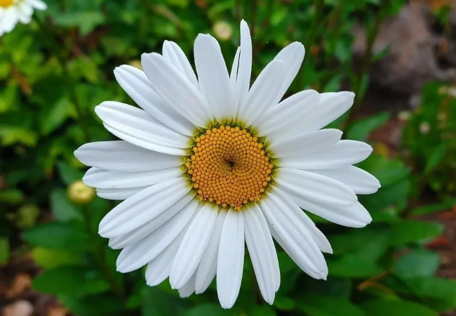 Shasta Daisy : Classic Beauty for Every Garden