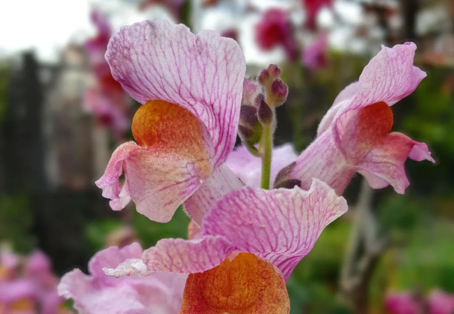 Snapdragon Flowers : Growing Garden Favorites