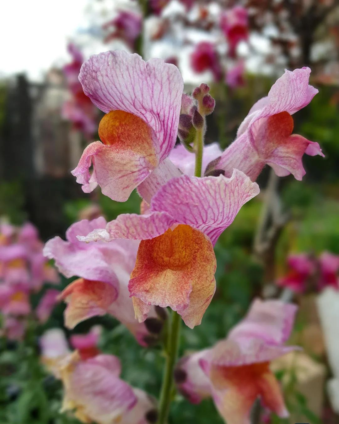Close up of pink flowers with orange centers, known as Snapdragon.
