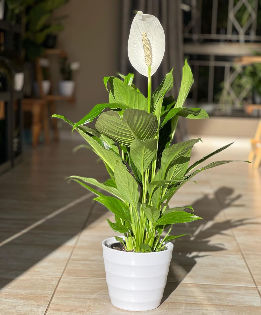 Spathiphyllum (Peace Lily)