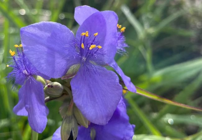 Spiderwort : Vibrant Garden Treasures