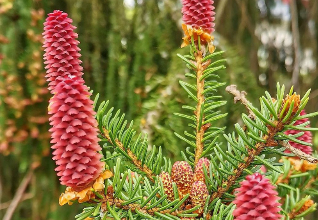 Spruce Flowers : Nature's Hidden Gems