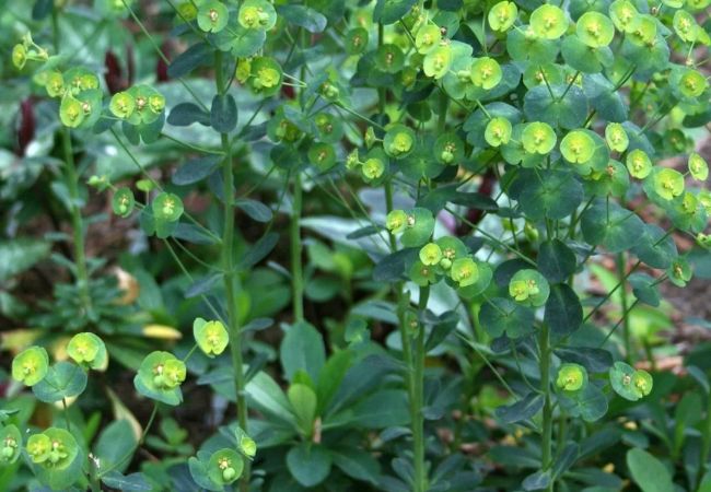 Spurges : Versatile and Vibrant Garden Gems