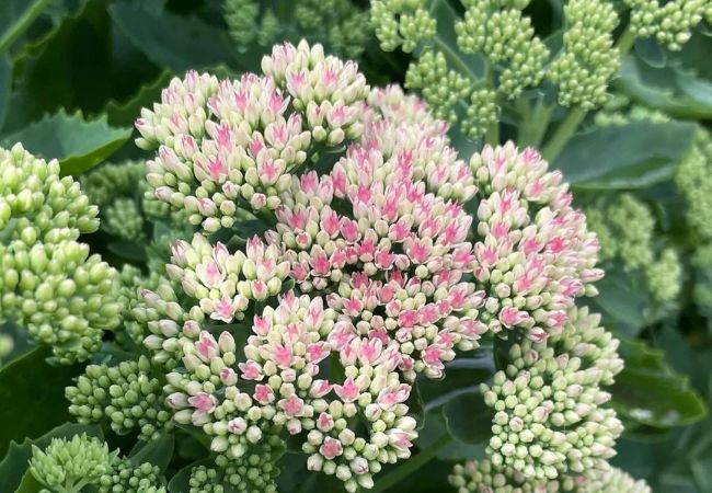 Stonecrop Flowers : The Tough Guys Your Garden Needs