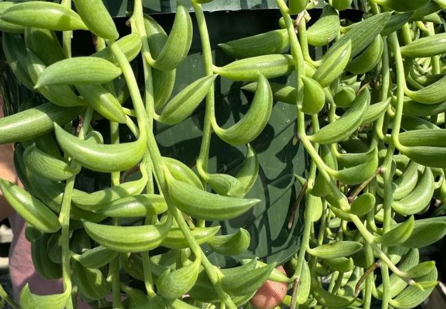 String of Bananas: Your Ultimate Guide to Growing This Quirky Succulent