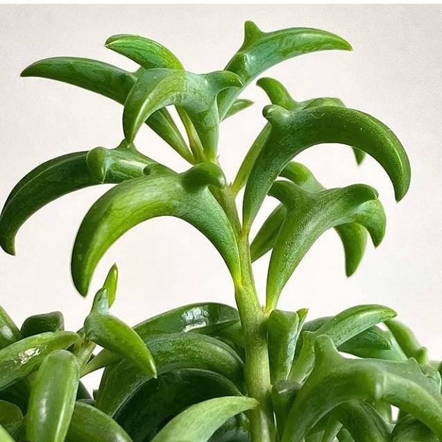 Lush green leaves of a String of Dolphins plant set on a white background.