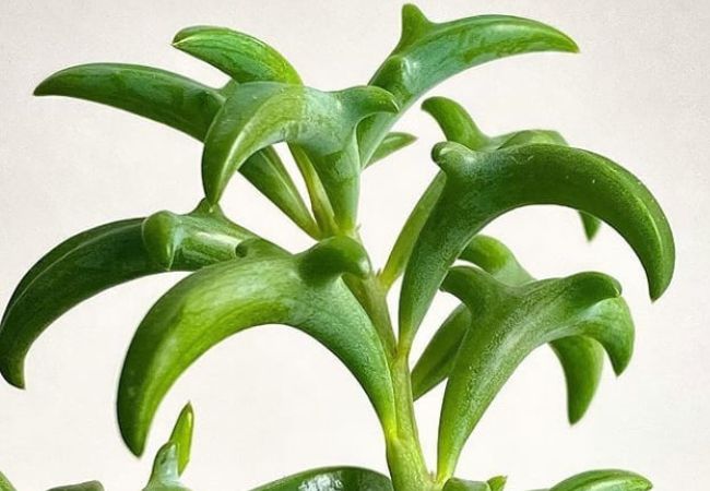 String of Dolphins : A Unique Succulent for Your Home