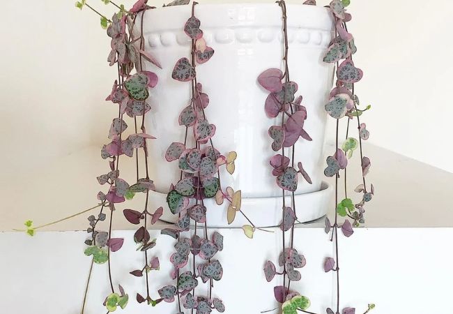 String of Hearts : Growing This Unique Trailing Beauty