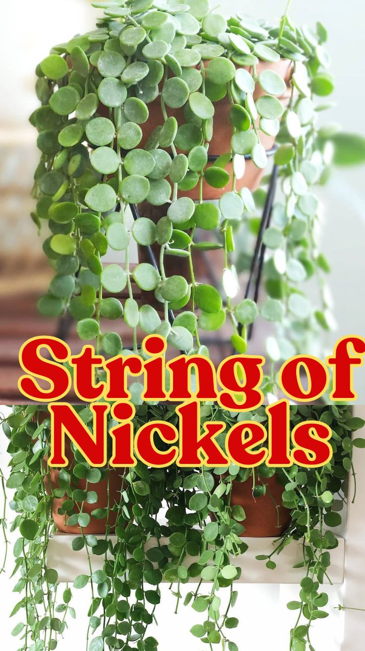 String of Nickels: A Complete Guide to Care, Propagation, and More