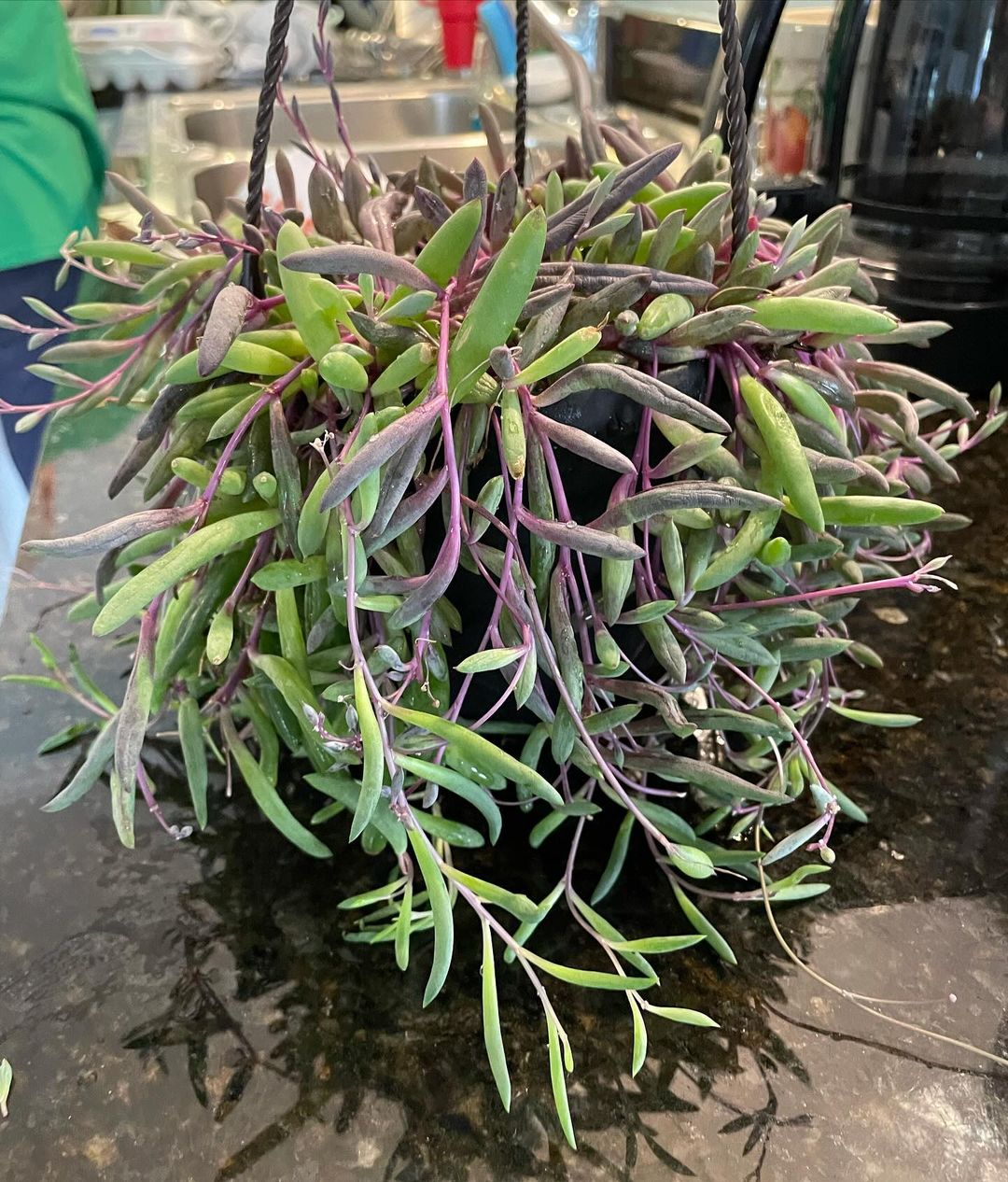 Counter display of String of Rubies plant with purple and green foliage.
