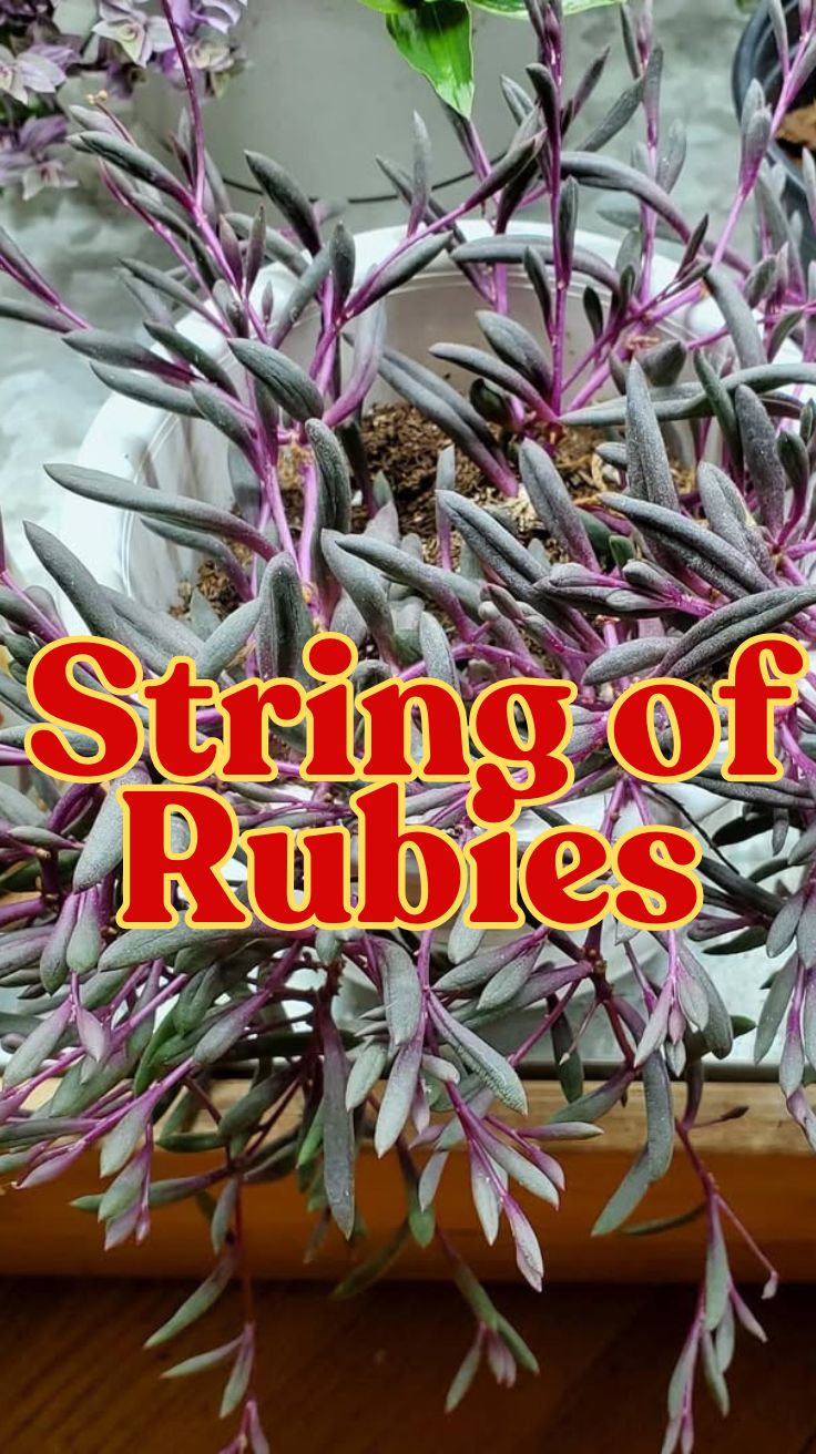 String of Rubies: Complete Care Guide and Tips