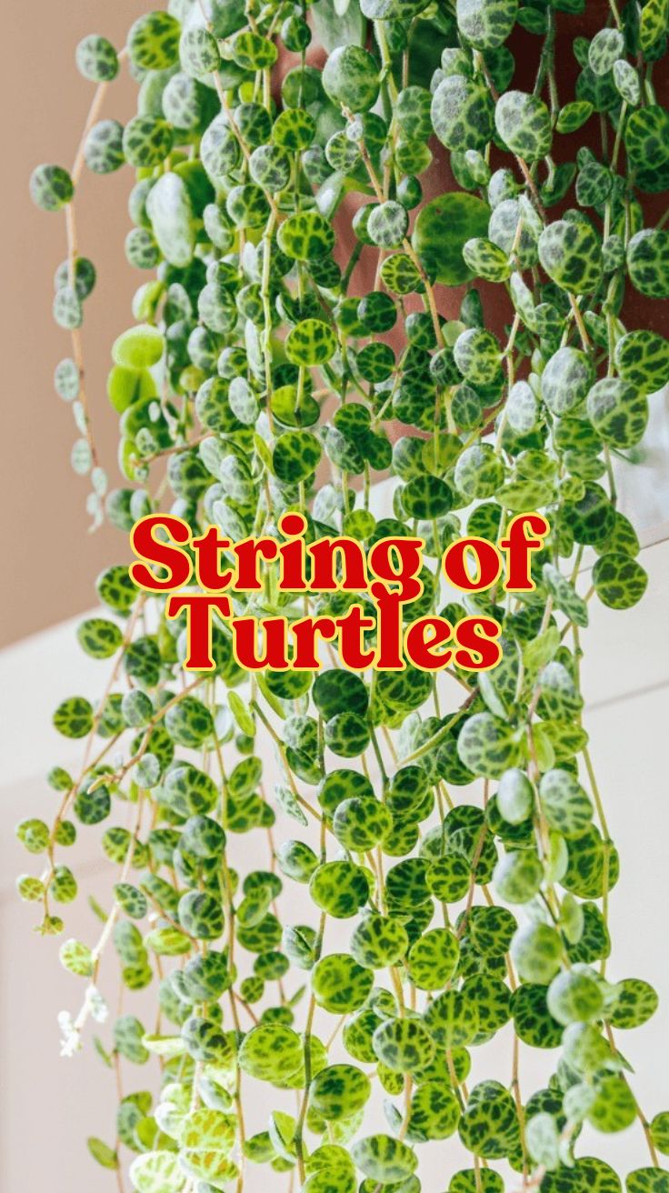 String of Turtles: The Ultimate Care Guide for This Adorable Succulent