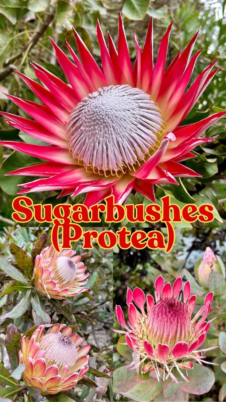 Sugarbushes (Protea): Your Guide to Growing These Exotic Beauties