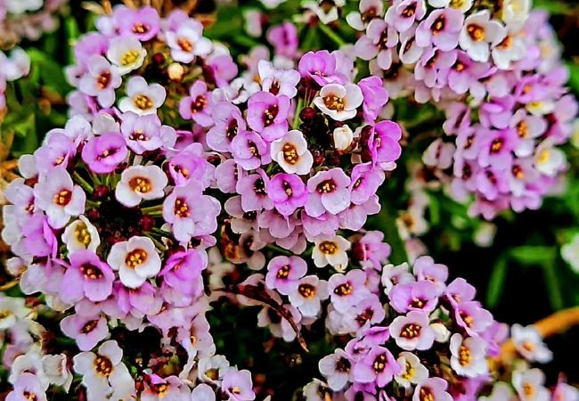 Sweet Alyssum : A Charming Addition to Your Garden