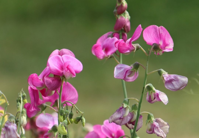 Sweet Peas : Growing and Enjoying These Lovely Flowers