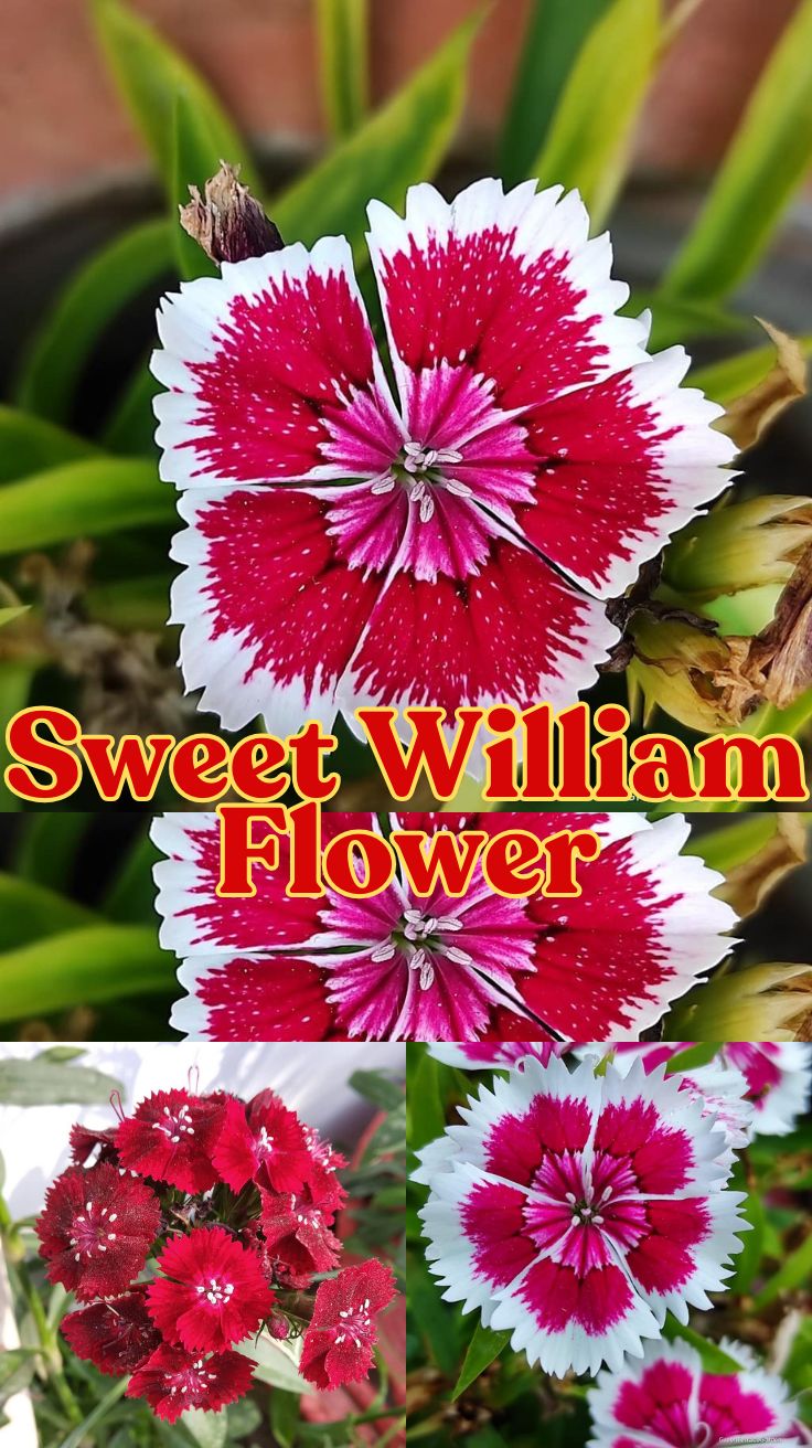 Sweet William Flower: A Gardener’s Guide to Growing and Meaning
