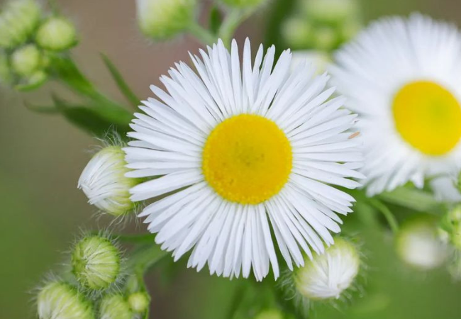 Fleabane : The Charming Daisy-like Wildflower