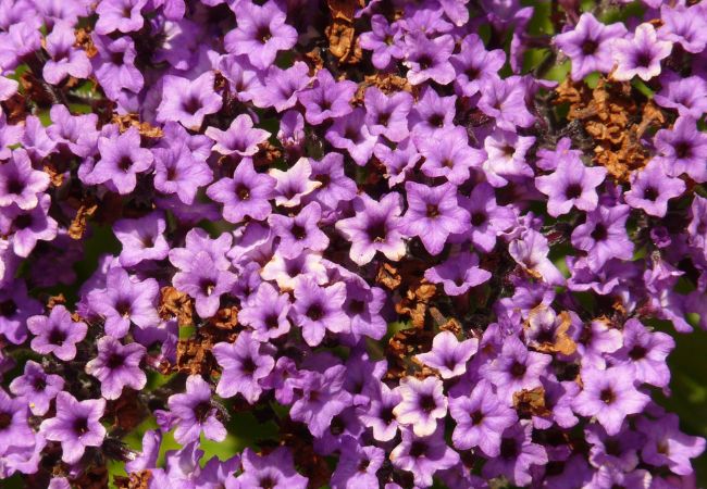 The Heliotrope Flower : A Fragrant Beauty for Your Garden