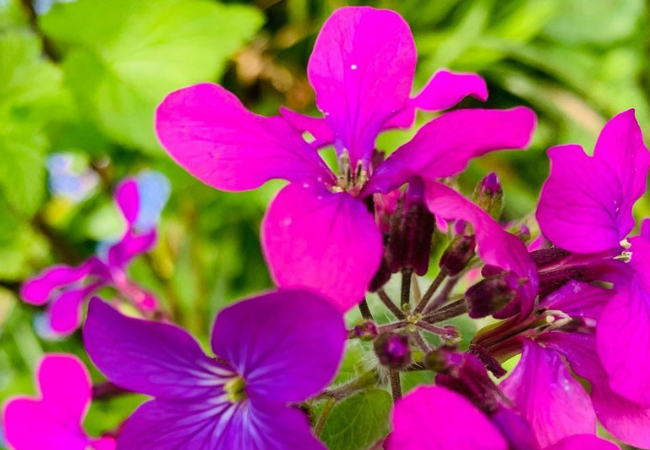 The Honesty Flower: A Gardener’s Guide to Lunaria Annua