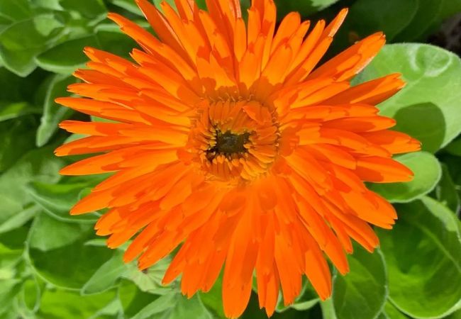 Calendula flowers starting with C