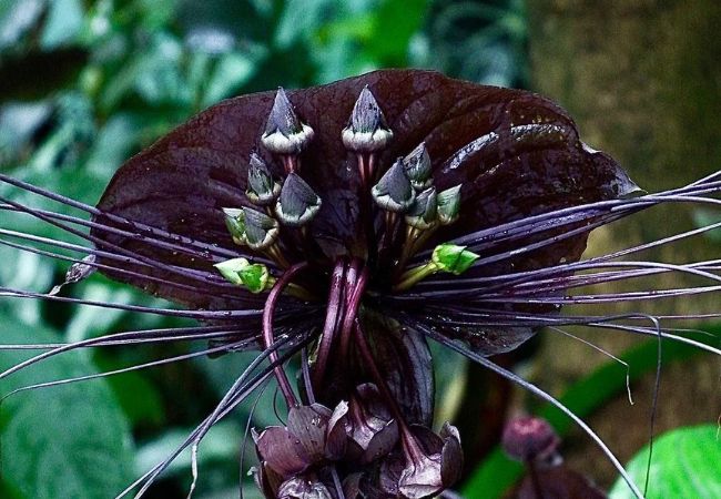 The Mysterious Bat Flower : Nature's Unique Wonder