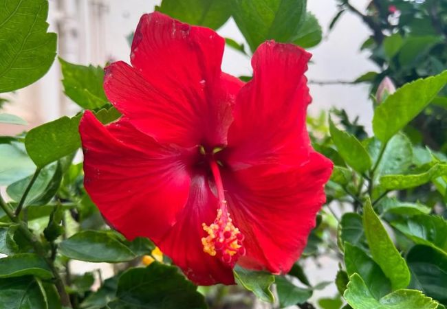 The Vibrant Hibiscus Flower : A Guide for Garden Lovers