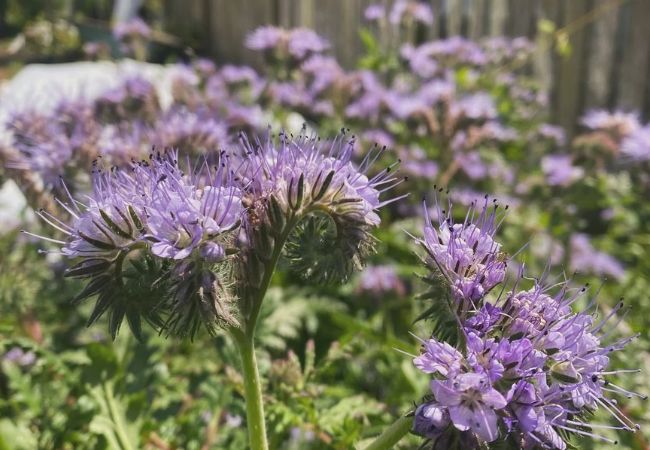 The Wonderful World of Phacelia Flowers : A Gardener's Guide